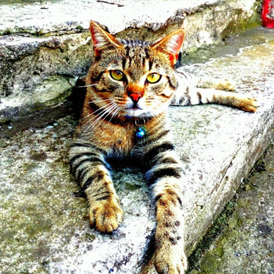 Edyta Cicharska - 2 - Kot